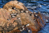 16-Dec-09 Ruddy Turnstones and Purple Sandpipers, Bass Rocks.jpg