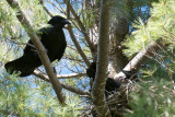 Common Ravens, Bretton Woods, NH.jpg