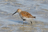 Dunlin in breeding plumage, Essex Bay.jpg