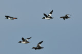 13-Jan-10 Common Goldeneyes, Salisbury, MA.jpg