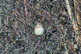 Sage Thrasher