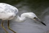 piebald Little Blue Heron