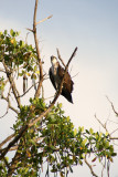 Naples, Florida