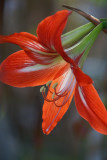 Amaryllis