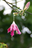 Silk Floss Flower