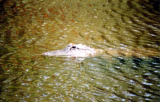 Corkscrew Swamp Sanctuary