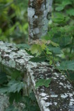 Corkscrew Swamp Sanctuary