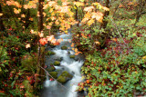 Metzgus Creek, Curry Co. OR