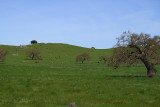 Cattle grazing near Novato, CA