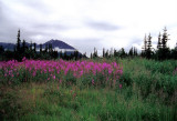 Flowers along Denali Hwy, Alaska