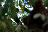 Orangutang Eating Flowers