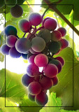 grapes vr 3b.jpg