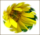 Sunflower  Version 2