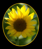 Sunflower Version 2