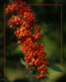 Pyracantha Berries Version 1