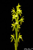 Early Coralroot