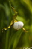 Small White Lady Slipper in Prairie Grass