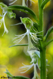 Ragged Fringed Orchid Closeup