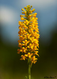 Yellow Fringeless Orchid