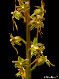 Heart Leaved Twayblade Closeup