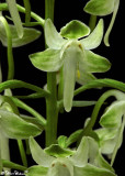 Platanthera Orbiculata Closeup