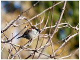 Male Sparrow