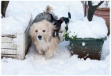 Poppy and Widget  in the Snow, January 2010