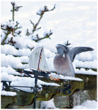 Wood Pigeon in Snow, January 2010