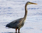 Heron standing around