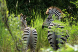 Crawshays Zebras