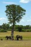 South Luangwa NP