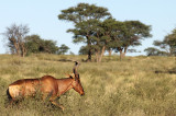 Red Hartebeest