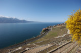 Lavaux