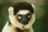 Propithecus verreauxi verreauxi