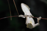 Uroplatus sikorae