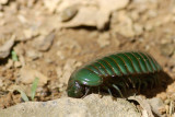 Pill Millipede