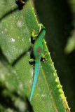 Phelsuma lineata