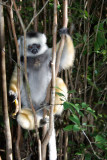 Propithecus diadema diadema