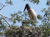 Lamanai