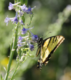 Tiger Swallowtail Butterfly on Larkspur smallfile _DSC6918.jpg