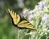 Tiger Swallowtail butterfly on Larkspur smallfile _DSC6855.jpg