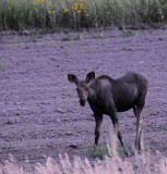 Baby Moose smallfile Aug 27 2008 _DSC8593.jpg