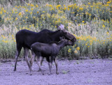 Moose Mom and Baby _DSC8512.jpg
