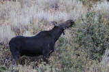 Moose Girl Aug 28 2008 _DSC8875.jpg