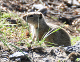 baby ground squirrel ynp _DSC9827.JPG