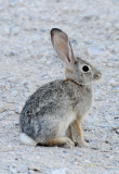 Bunny at Red Rock Canyon _DSC1113.jpg