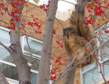 ISU Winter Squirrel by the Liberal Arts Building IMG_1703.jpg