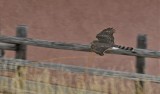 bird of prey in flight at home _DSC6197.jpg