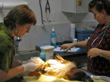 Dr Crystal Shropshire and Vet Tech Yvonne Aprato - Duck Foot Surgery - Alameda Pet Hospital IMG_1750.jpg