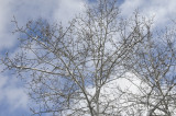 Mid March Tree and Sky _DSC0657.jpg